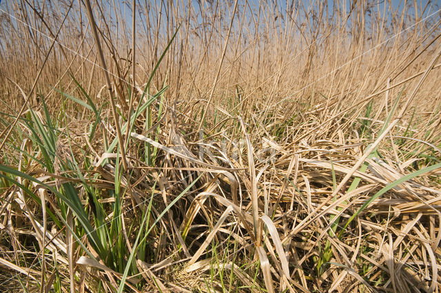 Riet (Phragmites australis)