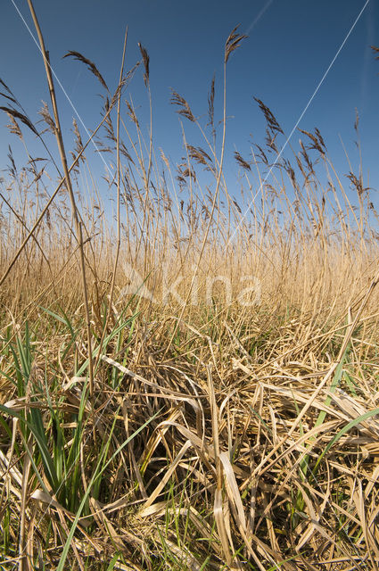 Riet (Phragmites australis)