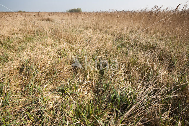 Riet (Phragmites australis)