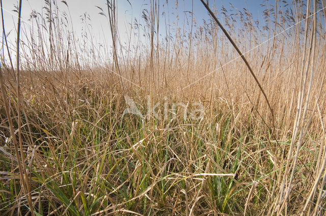 Riet (Phragmites australis)