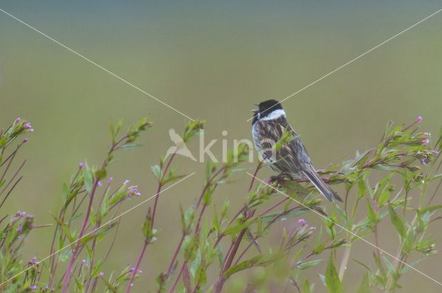 Rietgors (Emberiza schoeniclus)