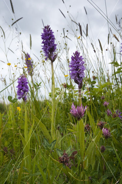 Southern Marsh-orchid (Dactylorhiza praetermissa)