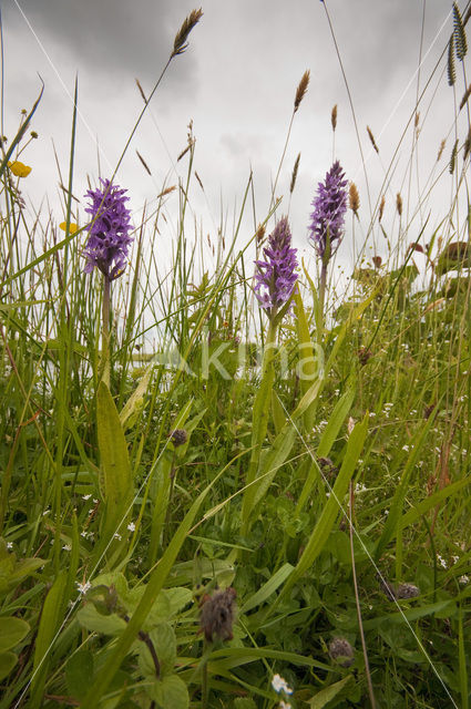 Rietorchis (Dactylorhiza praetermissa)