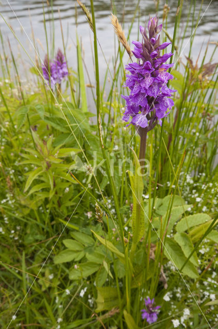 Rietorchis (Dactylorhiza praetermissa)