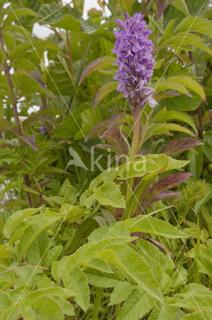 Southern Marsh-orchid (Dactylorhiza praetermissa)