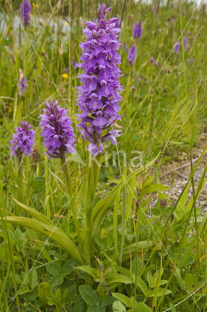 Rietorchis (Dactylorhiza praetermissa)