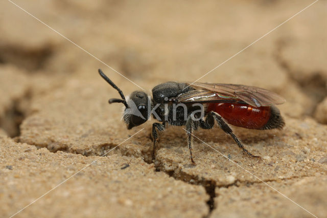 Schoffelbloedbij (Sphecodes pellucidus)