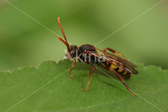 Signaalwespbij (Nomada signata)