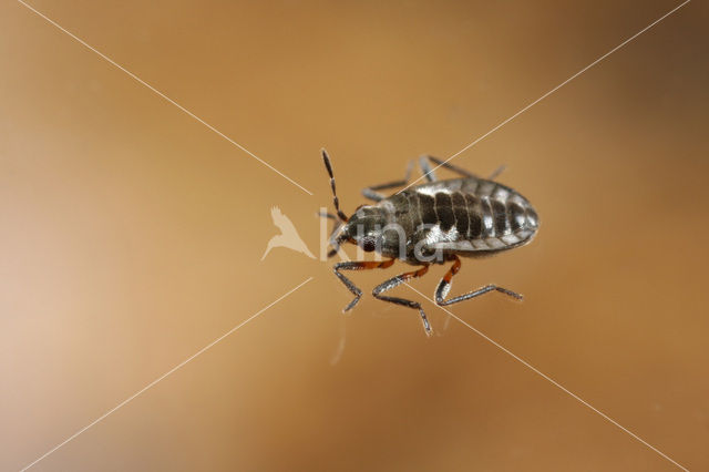 Slank Dwerglopertje (Microvelia buenoi)