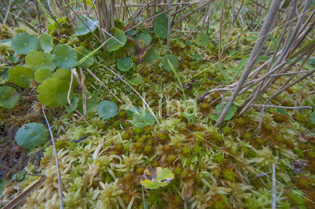 Slank veenmos (Sphagnum recurvum)