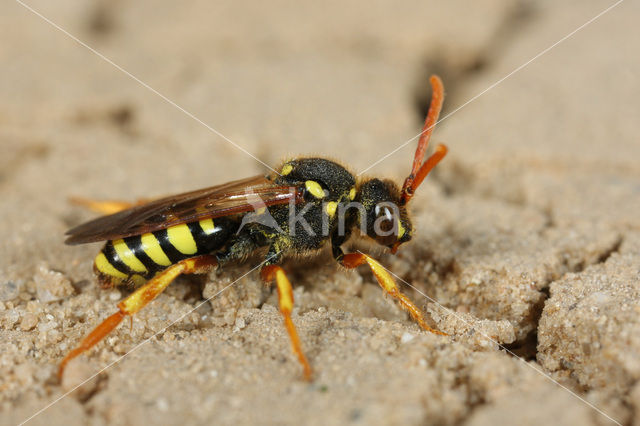 Smalbandwespbij (Nomada goodeniana)