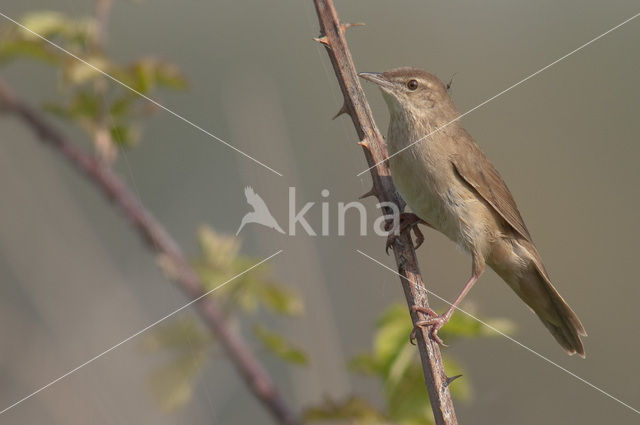 Savi’s Warbler (Locustella luscinioides)