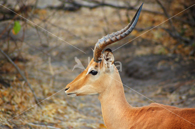 Springbok (Antidorcas marsupialis)