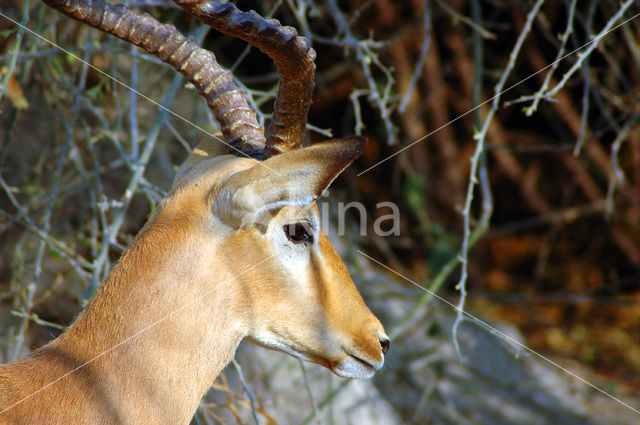 Springbok (Antidorcas marsupialis)