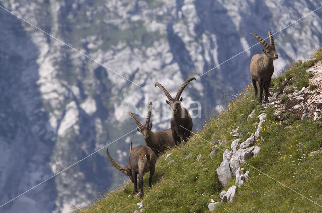 Steenbok (Capra ibex)