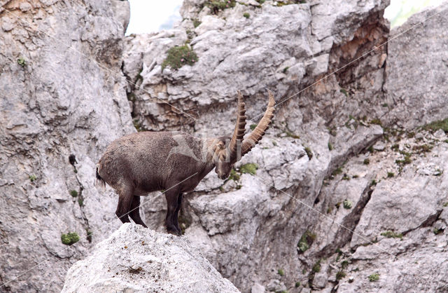 Steenbok (Capra ibex)