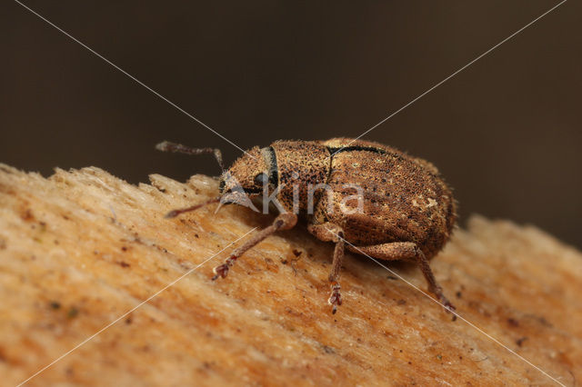 Strophosoma melanogrammum