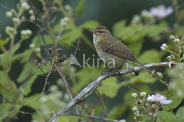 Tjiftjaf (Phylloscopus collybita)