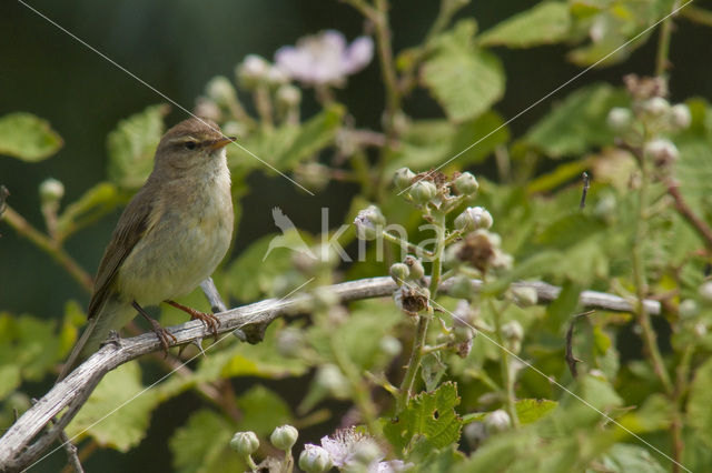 Tjiftjaf (Phylloscopus collybita)