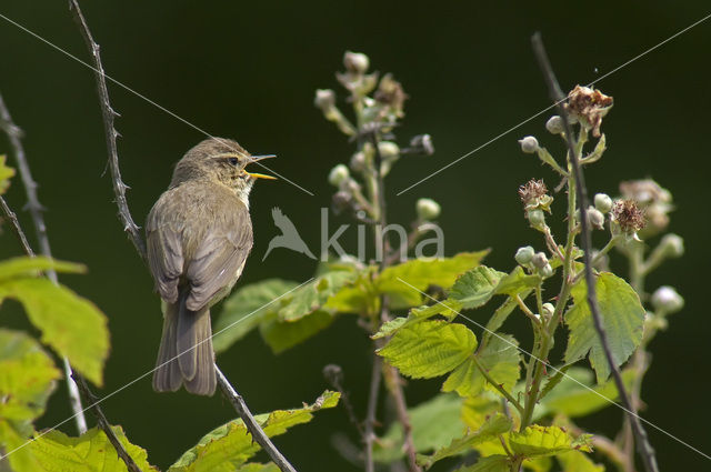 Chiffchaff (Phylloscopus collybita)