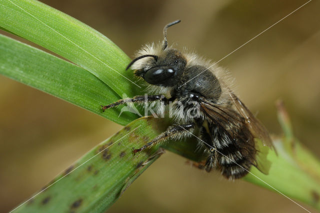 Tweekleurige slakkenhuisbij (Osmia bicolor)