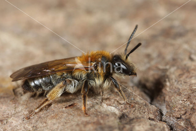 Valse rozenzandbij (Andrena helvola)