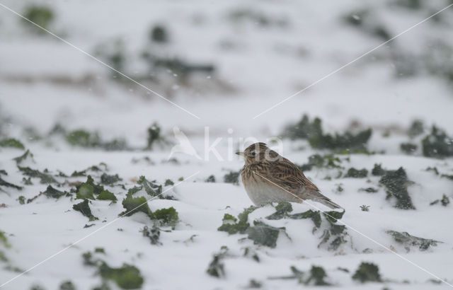 Veldleeuwerik (Alauda arvensis)