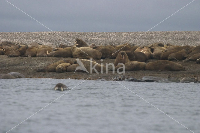 Walrus (Odobenus rosmarus)