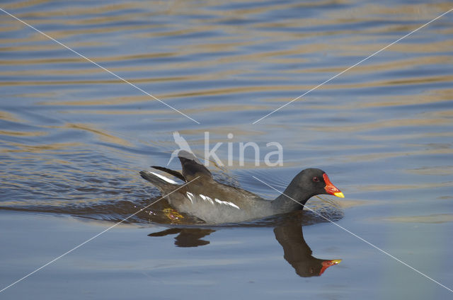 Waterhoen (Gallinula chloropus)