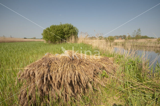 Westzanerveld