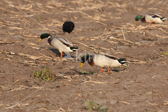 Wilde Eend (Anas platyrhynchos)