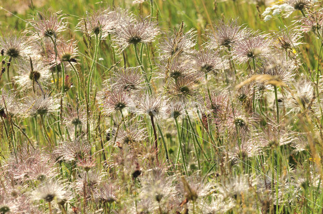 Wildemanskruid (Pulsatilla vulgaris)