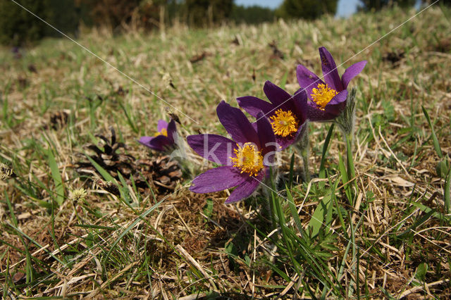 Wildemanskruid (Pulsatilla vulgaris)