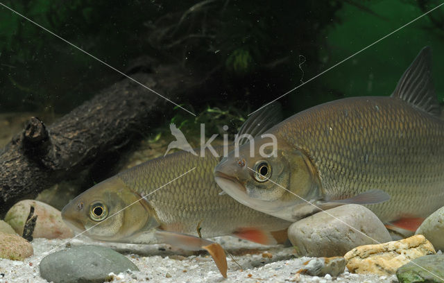 Winde (Leuciscus idus)