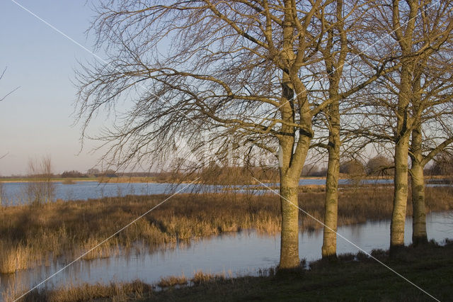 White Poplar (Populus alba)