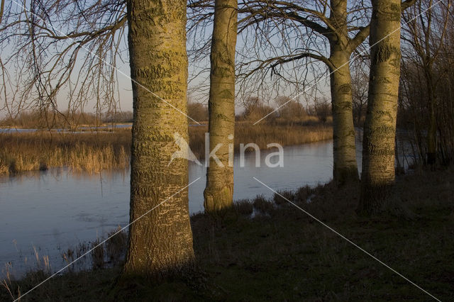 Witte abeel (Populus alba)