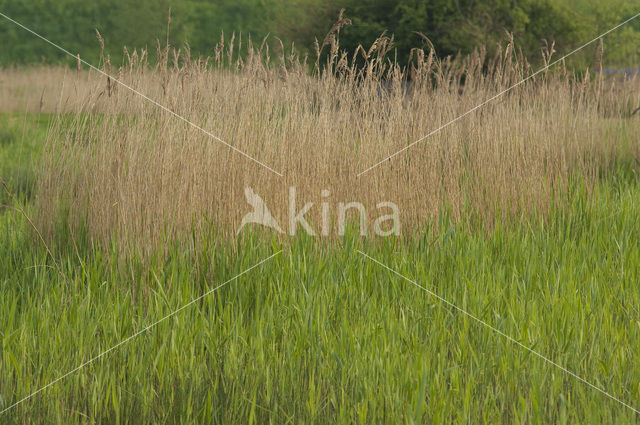 Wormer- en Jisperveld