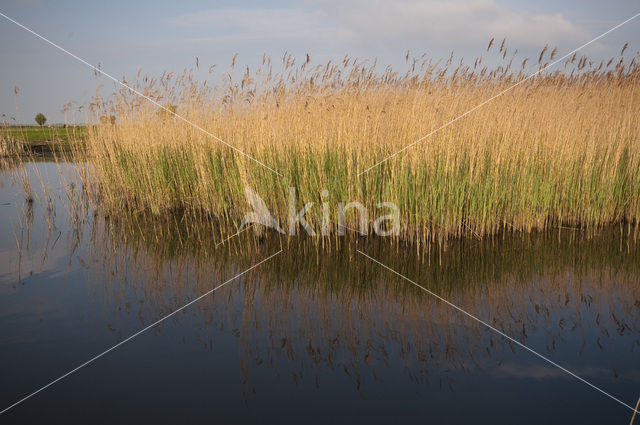 Wormer- en Jisperveld