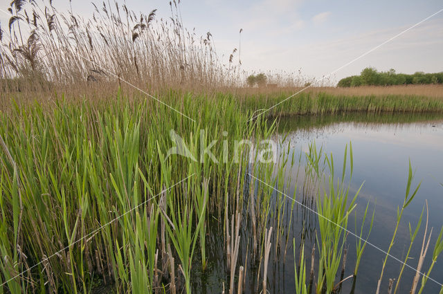 Wormer- en Jisperveld