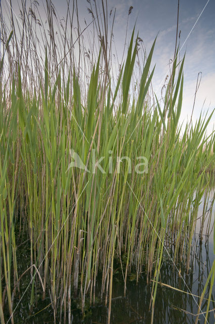 Wormer- en Jisperveld