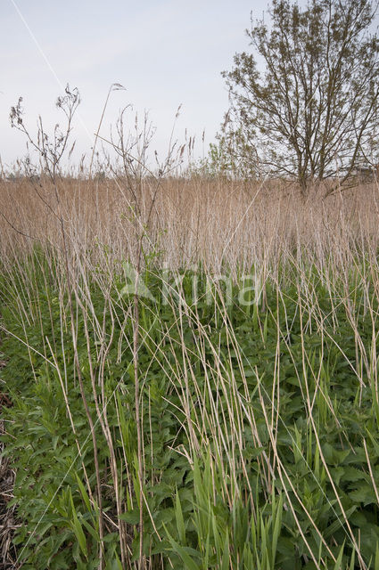 Wormer- en Jisperveld