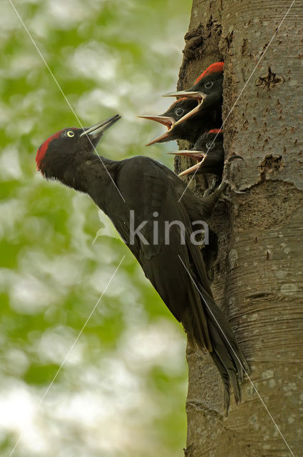 Zwarte Specht (Dryocopus martius)