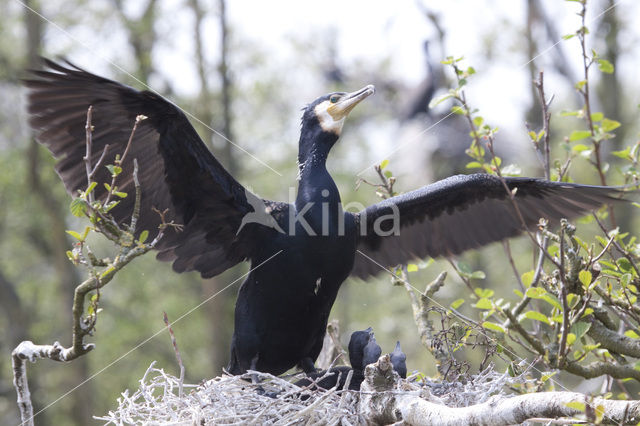 Aalscholver (Phalacrocorax carbo)