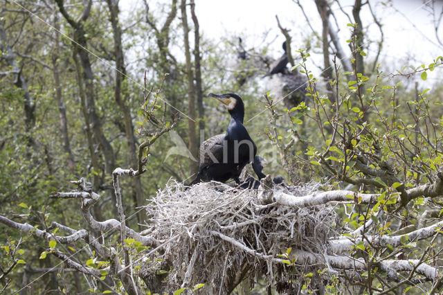 Aalscholver (Phalacrocorax carbo)