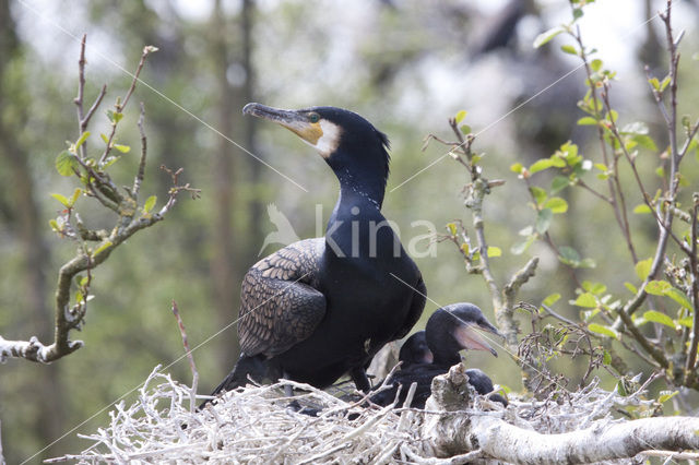 Aalscholver (Phalacrocorax carbo)