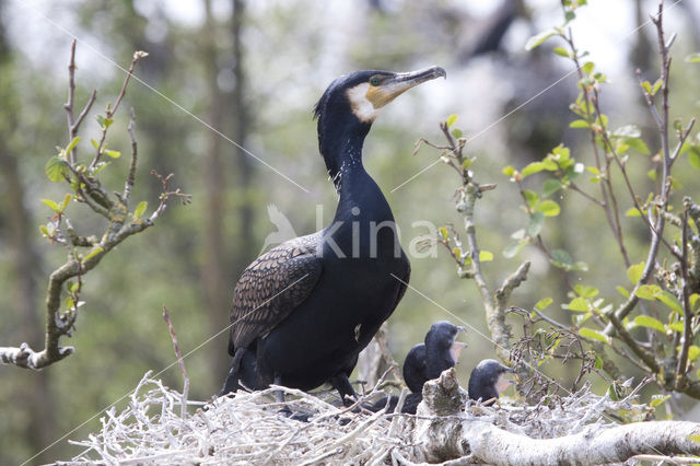 Aalscholver (Phalacrocorax carbo)