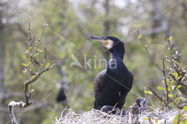 Aalscholver (Phalacrocorax carbo)