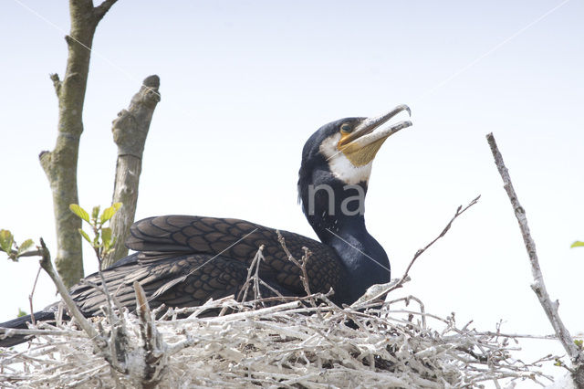 Aalscholver (Phalacrocorax carbo)