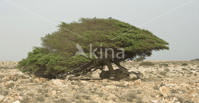 Acacia (Robinia spec.)