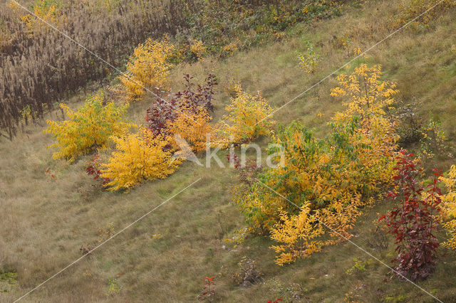 Amerikaanse vogelkers (Prunus serotina)